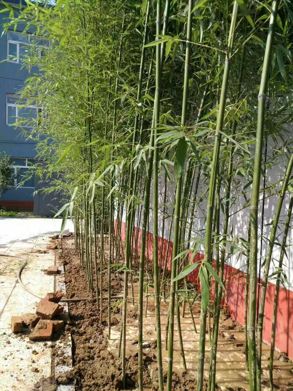 北京園林綠化-北京園林工程-北京景觀設(shè)計-北京綠植租擺。